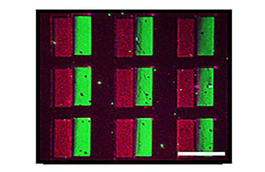 정렬성 매트릭스 QD 패터닝을 했을 때 적, 녹 발광색상이 명확하게 구분된다. /이신두 교수 연구팀 제공