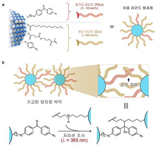 이중 리간드 양자점 구조 및 광가교 반응의 모식도. /자료=서강대