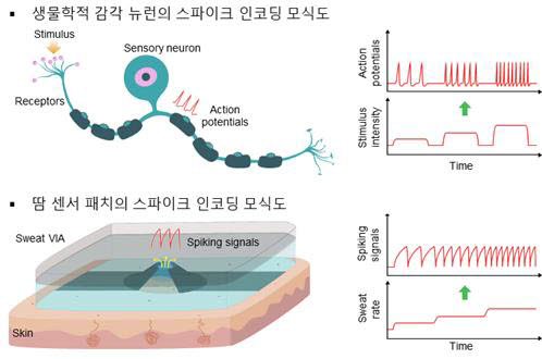 생물학적 감각 뉴런과 개발된 땀 센서 패치의 외부 자극에 대한 스파이크 인코딩 모식도. /자료=KIST