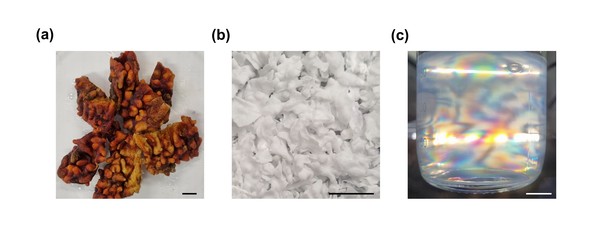 이번 연구에서 연구한 (a) 멍게껍질 (b) 멍게껍질에서 추출한 셀룰로오스 (c) 나노화된 셀룰로오스. /사진=지스트