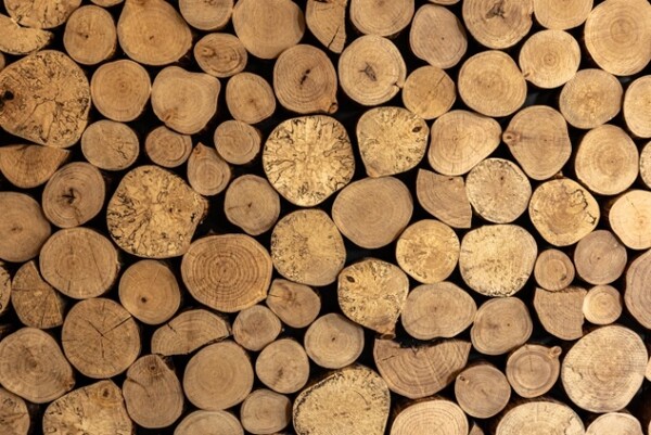 셀룰로오스 나노섬유는 나무의 주성분인 셀룰로오스를 잘게 쪼갠 천연 소재로 금속인 철과 비교해 무게는 5분의 1에 불과하지만 강도는 5배 높다.