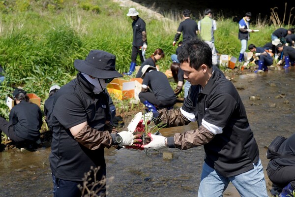 어플라이드 임직원들이 하천 생태계 복원을 위해 수질정화식물을 식재하고 있다.