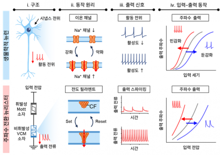 뉴런과 주파수 전환 뉴리스터의 비교 개념도. /사진=KAIST